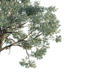 Eucalyptus sideroxylon  tree corner view, cutout, transparent background, isolate, Lush green leafy tree branches reaching outward with textured bark detail