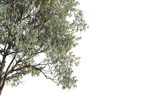 Eucalyptus sideroxylon  tree corner view, cutout, transparent background, isolate, Vibrant leafy branches with delicate pink blossoms, perfect for natural scenes