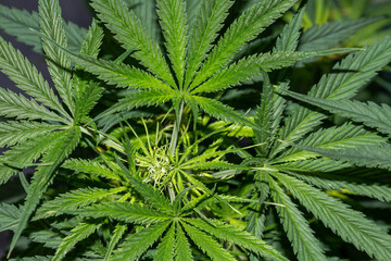 Fresh cannabis leaves in growing stage, ideal for medical, herbal, or scientific content and commercial use