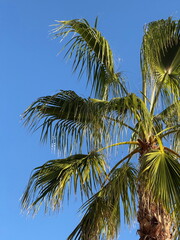 Fototapeta premium Single palm tree against clear blue sky, tropical minimal background symbolizing summer, relaxation, and paradise vacation vibes.