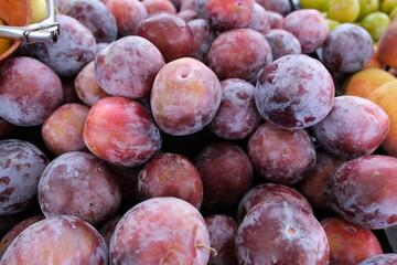 PLum  fruits display a frosty or dusty bloom on their skin—a natural sign of freshness.
