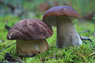 two white boletus mushrooms in green moss