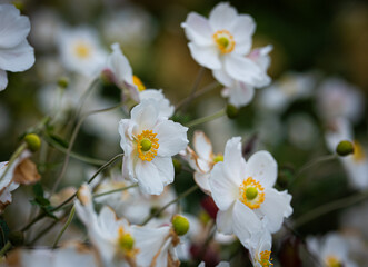 Hybrid-Windröschen (eriocapitella hybrida)