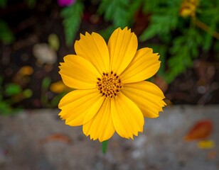 A vibrant yellow blossom in full bloom, showcasing intricate petal detail