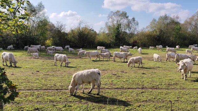 White cows grazing on green meadow in France &mdash; rural landscape footage