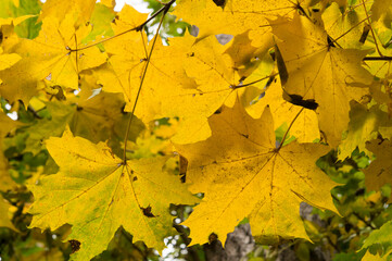 Autumn landscape. Yellow maple leaves on a sunny autumn day.
