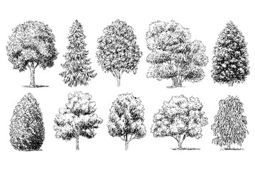 Various Tree Sketch Collection Detailed Park and Forest Elements