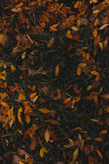 autumn leaves background