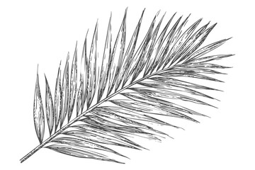 Obraz premium Tropical Palm Leaf Sketch Isolated Botanical Drawing for Summer Design