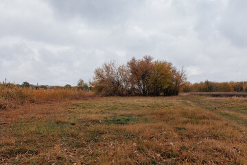 Fototapeta premium autumn in the forest