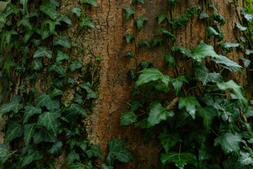 Natural texture of brown bark and climbing green ivy (Hedera helix). Organic background of the woods or garden. Concepts of nature and Raw Plant.