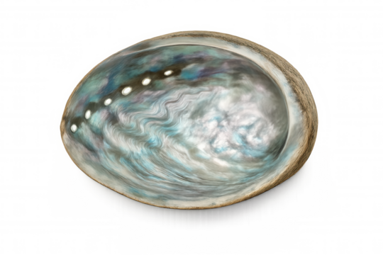 Abalone shell showing iridescent mother of pearl nacre texture with holes, an isolated mollusk sea life object on transparent background