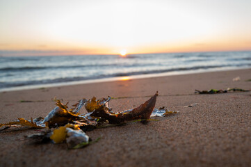 Closeup of seaweed on a French beach at sunset