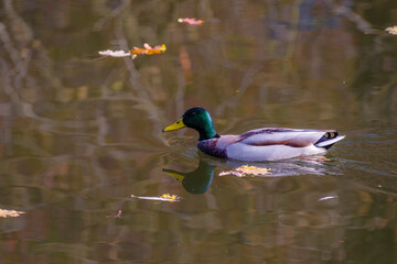 kolorowy samiec kaczki krzyżówki płynie po wodzie © Henryk Niestrój