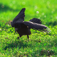 wściekły ptak krukowaty gawron na trawie skacze © Henryk Niestrój