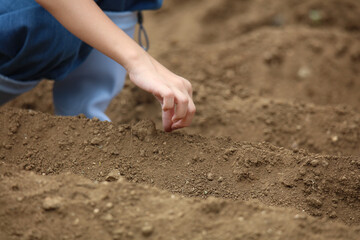 	野菜の種を植える子供たち