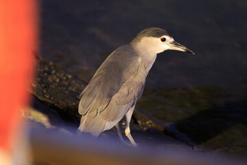 Black-Crowned Night Heron by Water’s Edge with Soft Morning Light and Natural Surroundings
