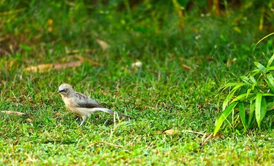 Large babbler