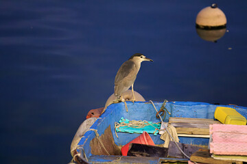 Black-Crowned Night Heron by Water’s Edge with Soft Morning Light and Natural Surroundings