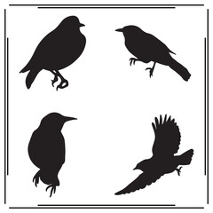 Silhouette of Small Birds: Perching, Flying, and Standing - Set of Black Bird Illustrations on White Background