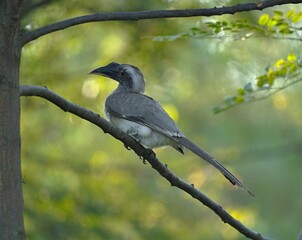 Hornbill