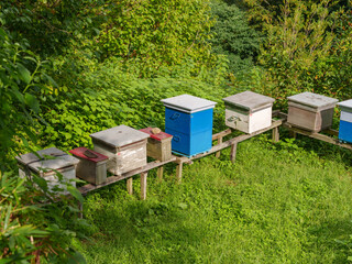 Sustainable Honey Production in Natural Environment