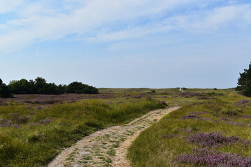 Heidelandschaft mit Feldweg auf der Insel Hiddensee im Sommer