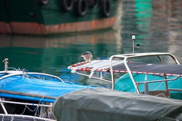 Night Herons on Dock Structure with Solar Panel and Flotation Devices in Calm Waters