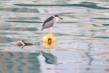 Black-crowned Night Heron on Yellow Buoy in Reflective Waters