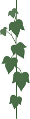 중앙배치된-담쟁이덩굴-식물-일러스트-흰배경