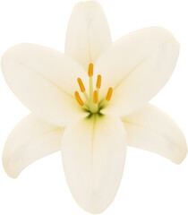 중앙배치된순백색백합꽃일러스트