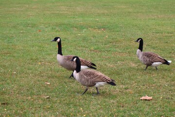 Canada goose（カナダ雁）