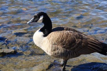 Canada goose（カナダ雁）