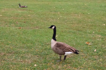 Canada goose（カナダ雁）