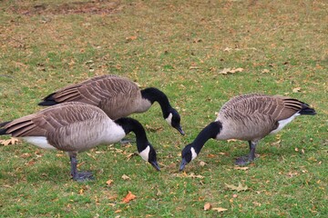 Canada goose（カナダ雁）
