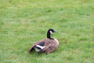 Canada goose（カナダ雁）