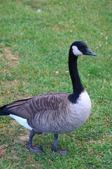 Canada goose（カナダ雁）