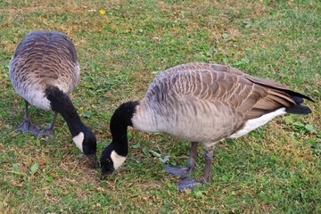 Canada goose（カナダ雁）