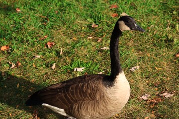 Canada goose（カナダ雁）