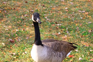 Canada goose（カナダ雁）