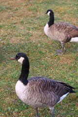 Canada goose（カナダ雁）