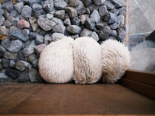 Mini albino white hedgehog (Erinaceinae) sleeping in a cage with a gravel base © Galih Yoga