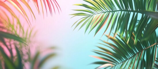 Tropical Palm Leaves with a Soft Pink and Blue Gradient Background