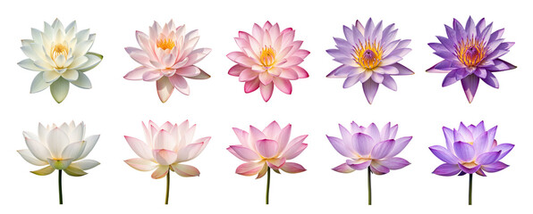 Lotus flower set, different angles, various colors and shades (white, pink, purple) isolated on transparent background