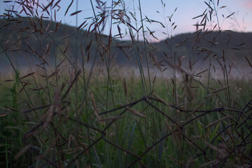 grass and ears of corn in a field at sunset