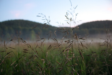 grass and ears of corn in a field at sunset