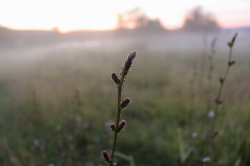 grass and ears of corn in a field at sunset