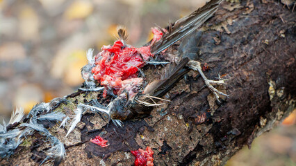 ants on a log