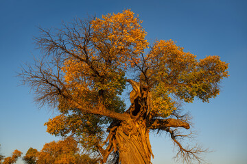 Fototapeta premium Turanga (poplar) tree in the Almaty region of southeastern Kazakhstan on a autumn evening.