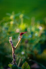 red dragonfly on a branch
